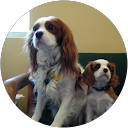 Denise Tramontana profile picture